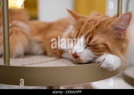 Niedliches Katzentier Porträt Foto Stockfoto