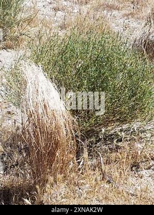 Schmalblättrige Stillingia (Stillingia linearifolia) Plantae Stockfoto