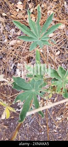 Lupine (Lupinus latifolius) Plantae Stockfoto