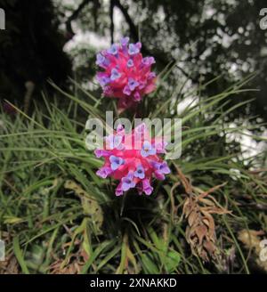 Upright airplant (Tillandsia stricta) Plantae Stockfoto