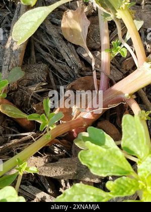 Purple Amaranth (Amaranthus blitum) Plantae Stockfoto