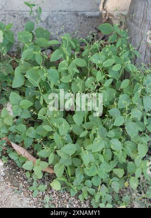 Grassleaf Spurge (Euphorbia graminea) Plantae Stockfoto
