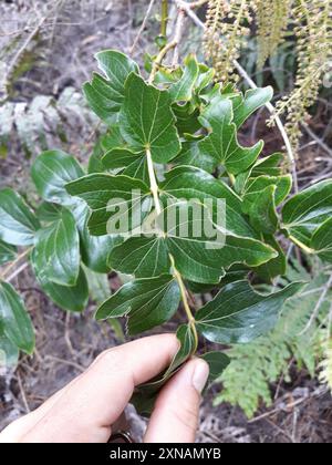 Baum Tutu (Coriaria arborea) Plantae Stockfoto