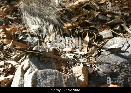 Langnasen-Drache (Gowidon longirostris) Reptilia Stockfoto