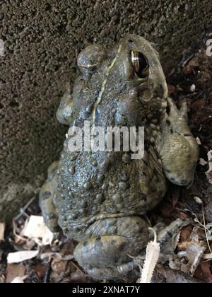 Kalifornische Kröte (Anaxyrus boreas halophilus) Amphibia Stockfoto