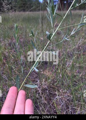 Bergsporne (Euphorbia chamaesula) Plantae Stockfoto