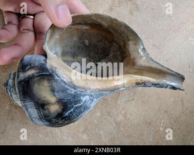 Channeled Whelk (Busycotypus canaliculatus) Mollusca Stockfoto