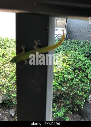 Gold Dust Day Gecko (Phelsuma laticauda) Reptilia Stockfoto