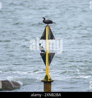 Zwei große Kormorane stehen auf einer Boje, bewölkter Tag im Sommer, Sellin (Rügen, Deutschland) Stockfoto