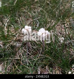 Feldpussytoes (Antennaria neglecta) Plantae Stockfoto