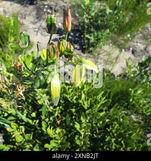 Schleim-Soldat-in-a-Box (Albuca flaccida) Plantae Stockfoto