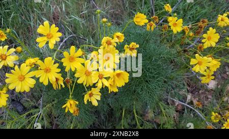 Riesencoreopsis (Leptosyne gigantea) Plantae Stockfoto