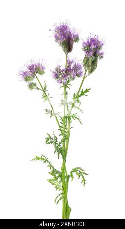 Phacelia blüht isoliert auf weißem Hintergrund. Hellviolette Blüten von Lacy phacelia oder Blue tansy. Stockfoto
