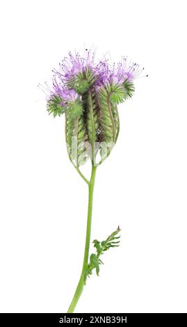 Phacelia blüht isoliert auf weißem Hintergrund. Hellviolette Blüten von Lacy phacelia oder Blue tansy. Stockfoto