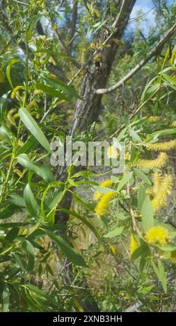 Gooddings Weide (Salix gooddingii) Plantae Stockfoto