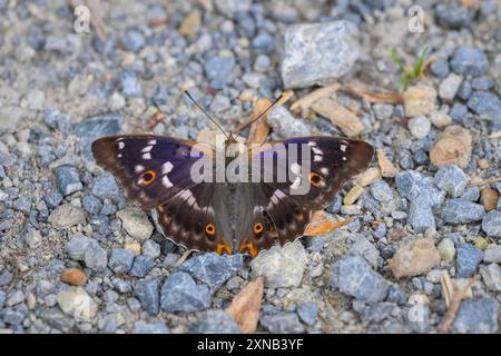 Ein kleiner lila Kaiserschmetterling, der auf dem Boden ruht, sonniger Tag im Sommer, Österreich Petronell-Carnuntum Österreich Stockfoto