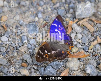 Ein kleiner lila Kaiserschmetterling, der auf dem Boden ruht, sonniger Tag im Sommer, Österreich Petronell-Carnuntum Österreich Stockfoto