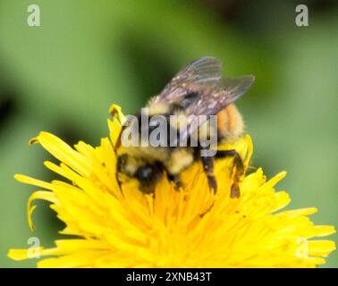 Zweiförmiger Hummelbienenkomplex (Bombus bifarius) Insecta Stockfoto