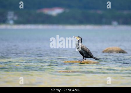 Ein großer Kormoran auf einem Felsen im Meer, sonniger Tag im Sommer, Rügen Deutschland Binz Deutschland Stockfoto