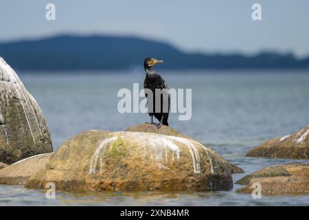 Ein großer Kormoran auf einem Felsen im Meer, sonniger Tag im Sommer, Rügen Deutschland Binz Deutschland Stockfoto