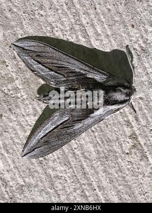 Vashti Sphinx (Sphinx vashti) Insecta Stockfoto