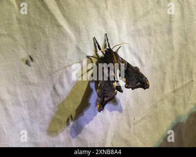 Verblindete Sphinx (Paonias excaecata) Insecta Stockfoto