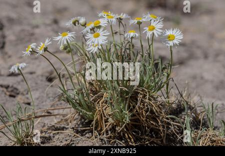 Die frühe Blaue Fleabane (Erigeron vetensis) Plantae Stockfoto