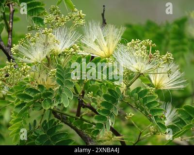 Kalkora Mimosa (Albizia kalkora) Plantae Stockfoto