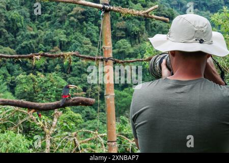 Der Naturfotograf, von hinten betrachtet, nimmt ein Bild eines Aracari mit Kragen (Pteroglossus torquatus) im Wald von Mindo, Ecuador, auf Stockfoto
