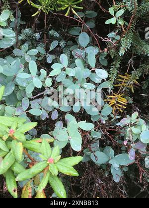 MoorHeidelbeere (Vaccinium uliginosum) Plantae Stockfoto