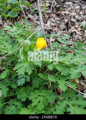 Cellandine Mohn (Stylophorum diphyllum) Plantae Stockfoto