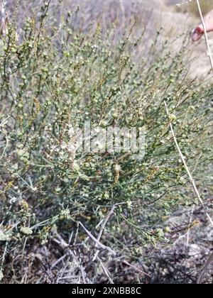 Schmalblättrige Stillingia (Stillingia linearifolia) Plantae Stockfoto