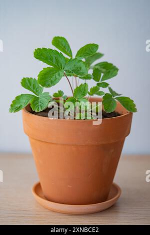 Gesunde Erdbeerpflanze, die in einem Terrakotta-Topf wächst, perfekt für Innen-Garten- und Wohnkultur-Enthusiasten. Stockfoto