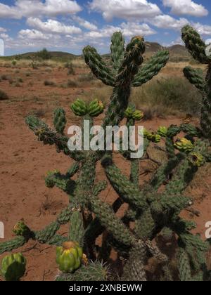 Cane cholla (Cylindropuntia spinosior) Plantae Stockfoto