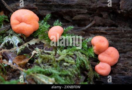 Wolfs melkt Schleimform - Wolfsmilch - Lycogala Epidendrum Stockfoto