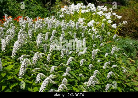 Lysimachia Clethroides oder Gänsehals Loosestrife, eine Staude mit krummen Blüten im Sommer. Stockfoto