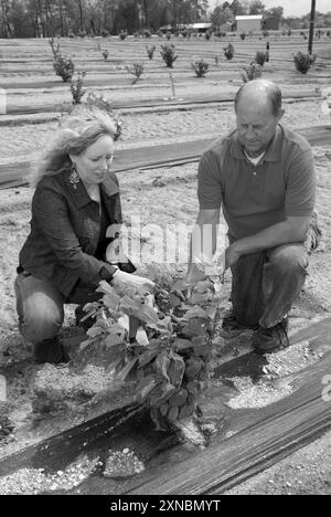 Weißes Paar im Alter von 40 bis 50 Jahren inspiziert schwarze Diamanttrüffel, die auf einem Baum wachsen. Stockfoto