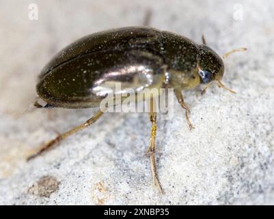 Seitlich gebänderter Wasserfänger (Tropisternus lateralis) Insecta Stockfoto