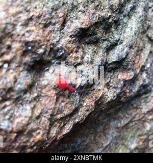 (Leptocoris vicinus) Insecta Stockfoto