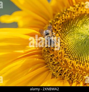 Wimbledon, London, Großbritannien. 31. Juli 2024. Ein heißer Morgen in London. Bienen, die von Sonnenblumen angezogen werden, nehmen Pollen auf. Kredit: Malcolm Park/Alamy Stockfoto