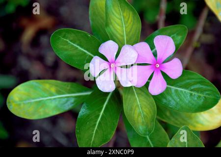 Blick auf eine blühende Pflanze mit schöner und hellrosa Catharanthus roseus oder Cape Periwinkle Blume Pflanze. In Indien ist er auch als Sadafuli bekannt. Stockfoto