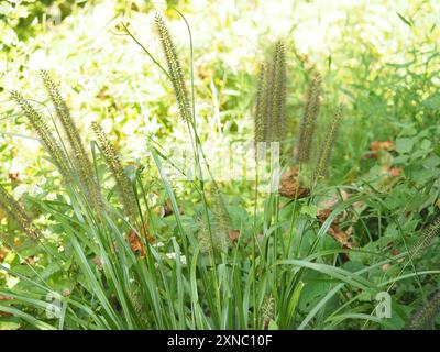 Chinesisches Pennisetum (Cenchrus alopecuroides) Plantae Stockfoto