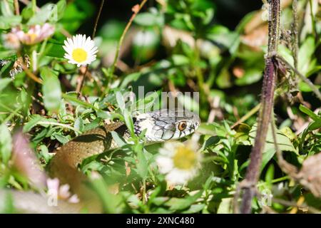 Nahaufnahme einer Grasschlange in der Vegetation Stockfoto