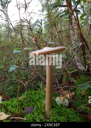 Tawny Grisette (Amanita fulva) Pilze Stockfoto