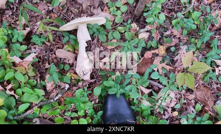 Amerikanische abrupt-Bulbed Lepidella (Amanita abrupta) Pilze Stockfoto