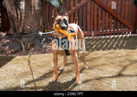 Ein belgischer Malinois-Hund, der auf Gras steht, mit einem Spielzeugknochen im Mund in einem Hinterhof Stockfoto