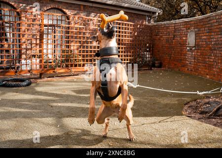 Ein verspielter belgischer Malinois-Hund springt an einem sonnigen Tag in einem Hinterhof mit Ziegelwänden, um einen Spielzeugknochen zu fangen Stockfoto