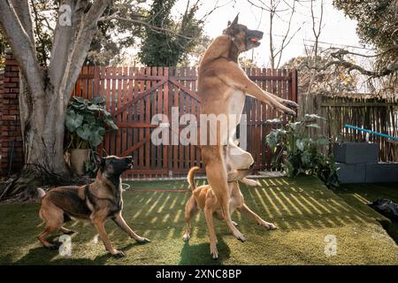 Die drei Hunde spielen in einem Hinterhof mit einem Hund, der hoch in der Nähe eines Holzzauns und Bäumen springt Stockfoto