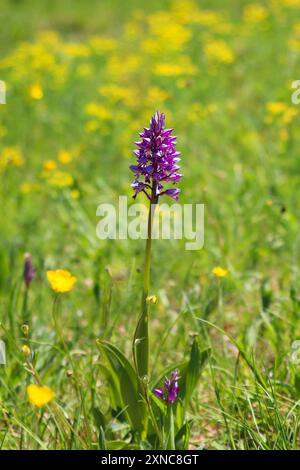 Wilde Militärochidee (Orchis militaris) aus Europa gegen Wildblumenwiese mit gelben Butterblumenblüten in Bokeh (Kaiserstuhl, Deutschland) Stockfoto