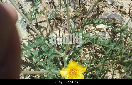 Lindleys Blazingstar (Mentzelia lindleyi) Plantae Stockfoto